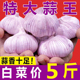 2025新干蒜大蒜头紫白皮多特大蒜种籽批发价新蒜大蒜种子3斤5斤