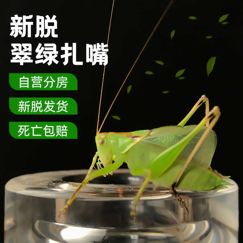 扎嘴鸣虫吉尔蚰子螽斯活体翠绿大个姐儿人工养殖铁皮蝈蝈山青