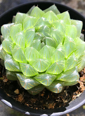 冰川玉露多肉植物盆栽樱水晶钢丝球肉肉办公桌卧室绿植花卉防辐射