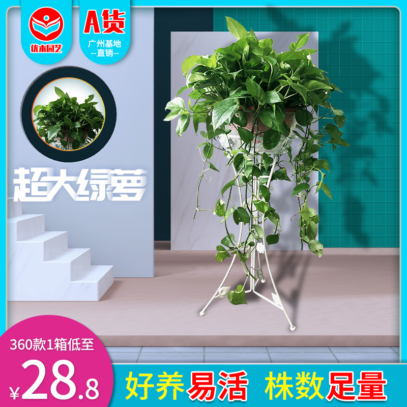 360绿萝盆栽1箱长藤垂吊客厅室内吸甲醛净化空气带吸水盆绿箩