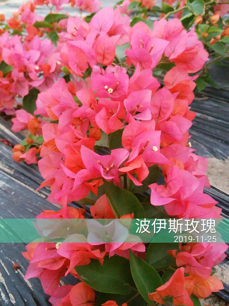 【四棵包邮】勒杜鹃 三角梅 波伊斯玫瑰