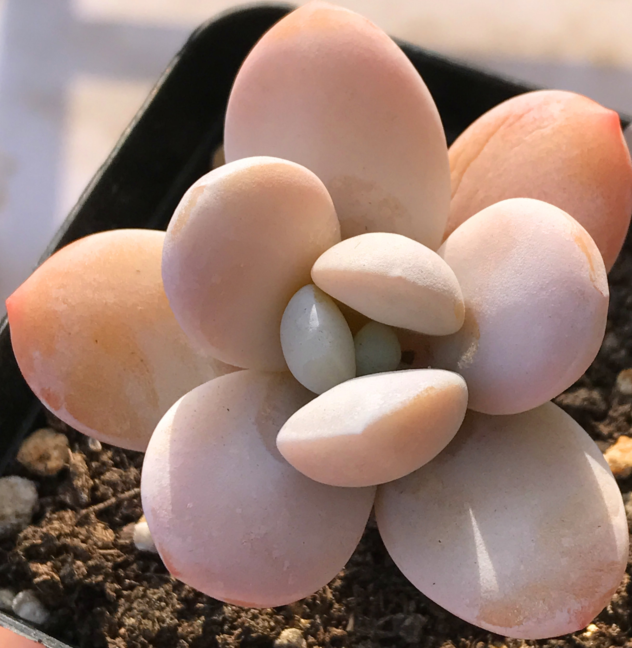 多肉植物雪美人系列雪莲和桃美人杂交品种室内办公桌盆栽带粉多肉