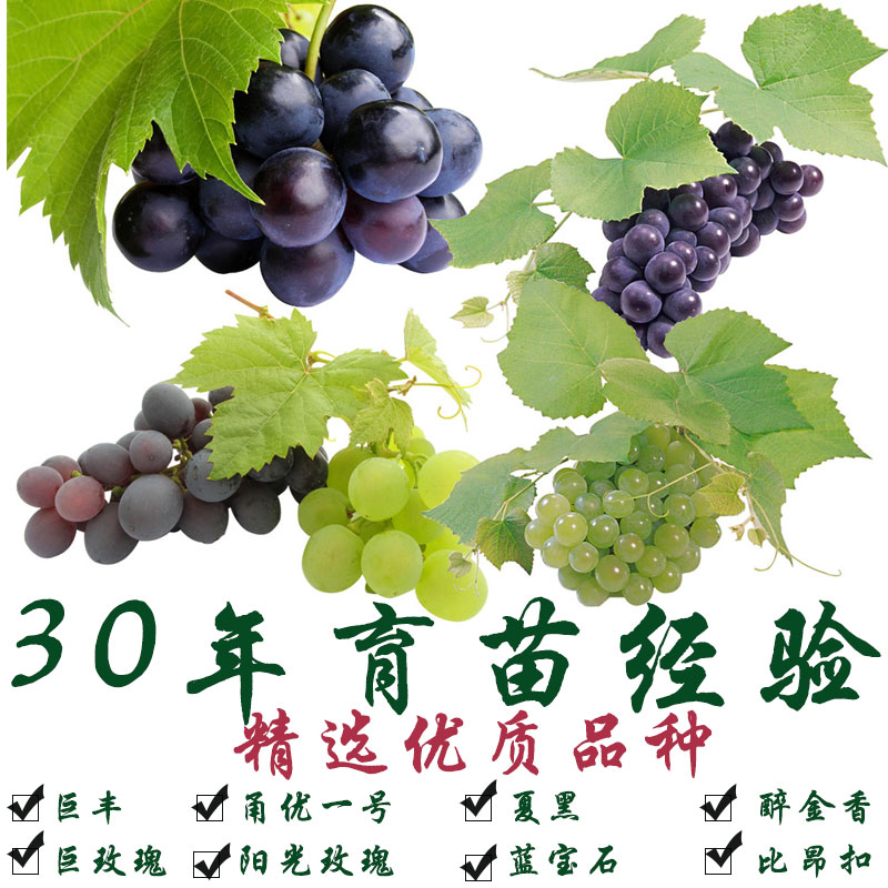 葡萄苗南方種植新品種巨峰夏黑藍寶石陽光玫瑰盆栽地栽庭院果樹苗在類目 鮮花速遞/花卉仿真/綠植園藝, 花園植物/行道樹/果樹, 果樹中 - 來自Buy2taobao.com提供專業的淘寶代購服務