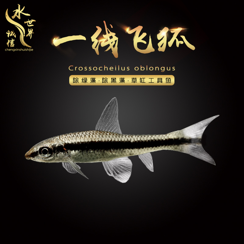 一线飞狐黑线飞狐