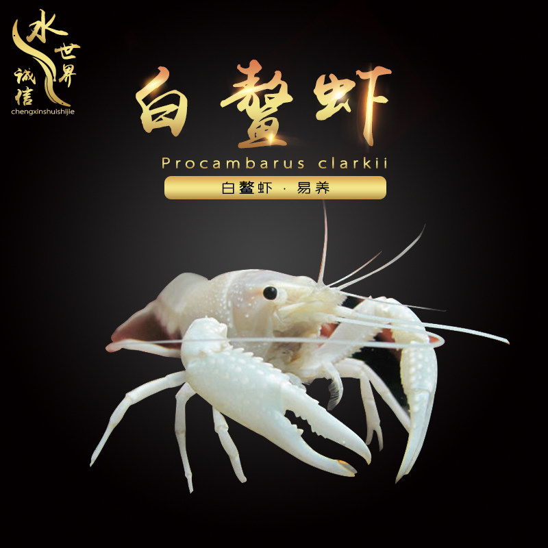 热销dt宠物店铺_【实体店铺】白玉鳌虾白鳌虾雪鳌虾水族观赏虾宠物虾