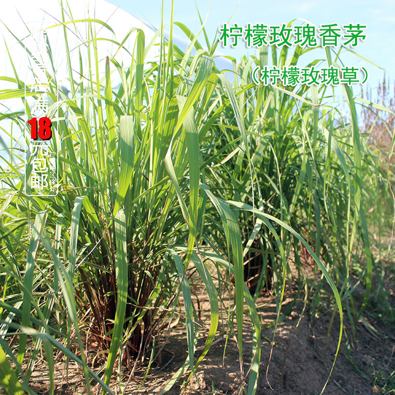 热销香茅草 盆栽_柠檬玫瑰香茅 玫瑰草  香茅草盆栽苗 香草泰国冬阴功