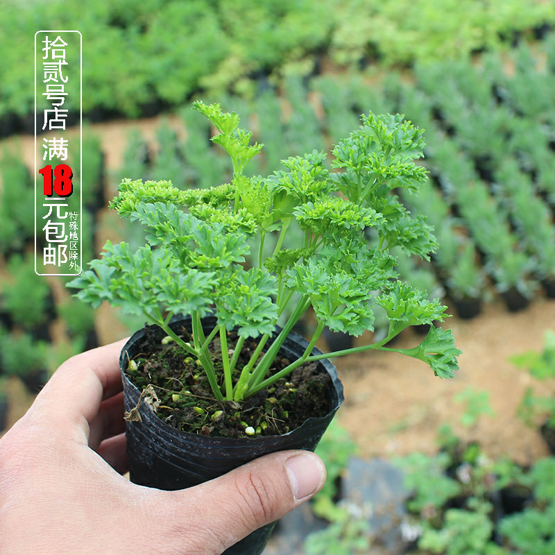 食用香草盆栽苗 平叶细叶皱叶欧芹 Parsley 法香苗 西餐意式料理