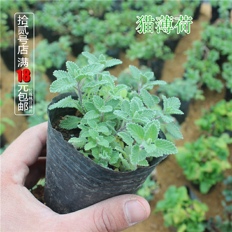 猫薄荷盆栽苗 可食用香草西餐入菜料理烧烤泡茶驱蚊芳香绿植物