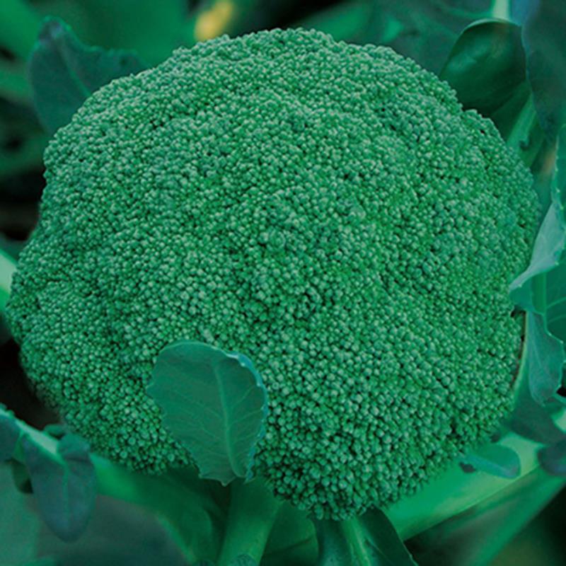 四季播蔬菜种子绿霸王西蓝花种子青花椰菜种植花菜种籽西兰花种孑|msdalam kategori bekalan perayaan/hadiah, Hadiah kreatif, Root kreatif - dari Buy2taobao.com untuk memberikan perkhidmatan ejen Taobao profesional membeli