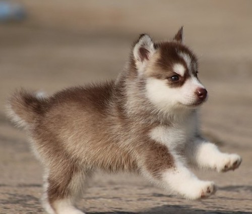 哈士奇红色深红浅红棕色咖啡色幼犬纯种狗狗支持狗狗