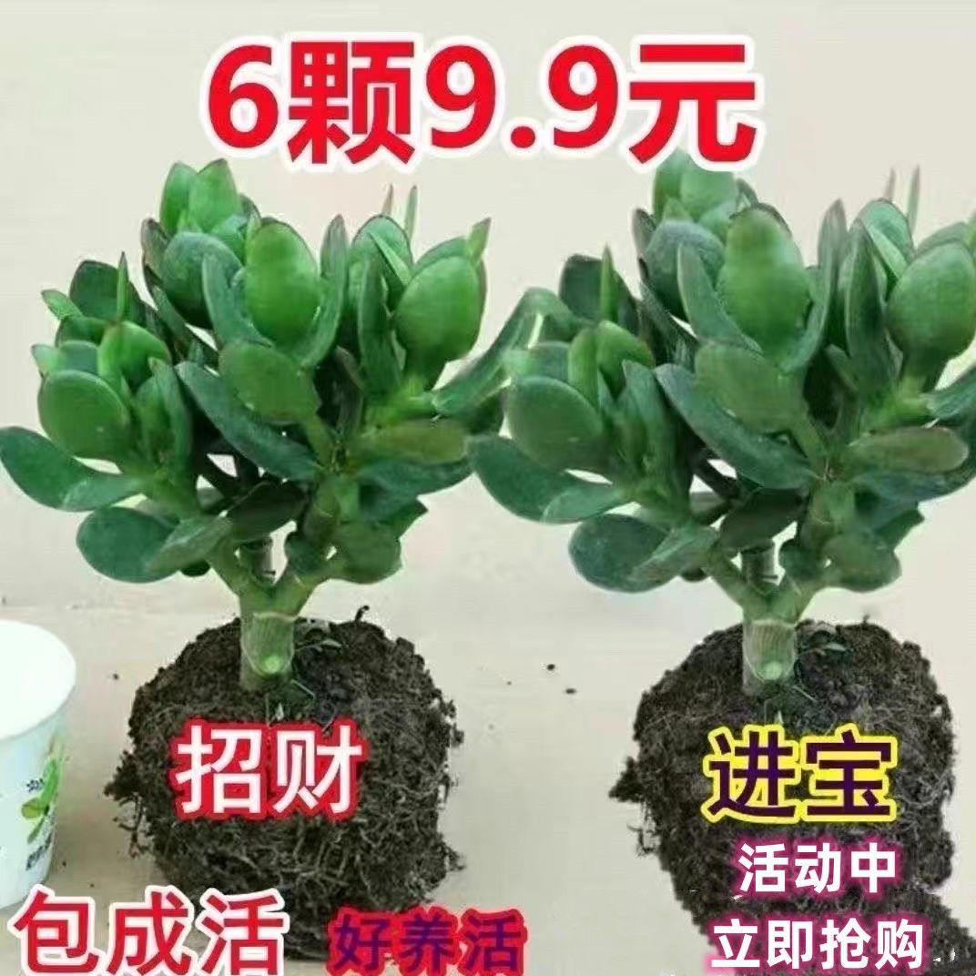 玉树多肉植物老桩室内四季常青阳台客厅吸甲醛旺宅耐寒防辐射盆栽