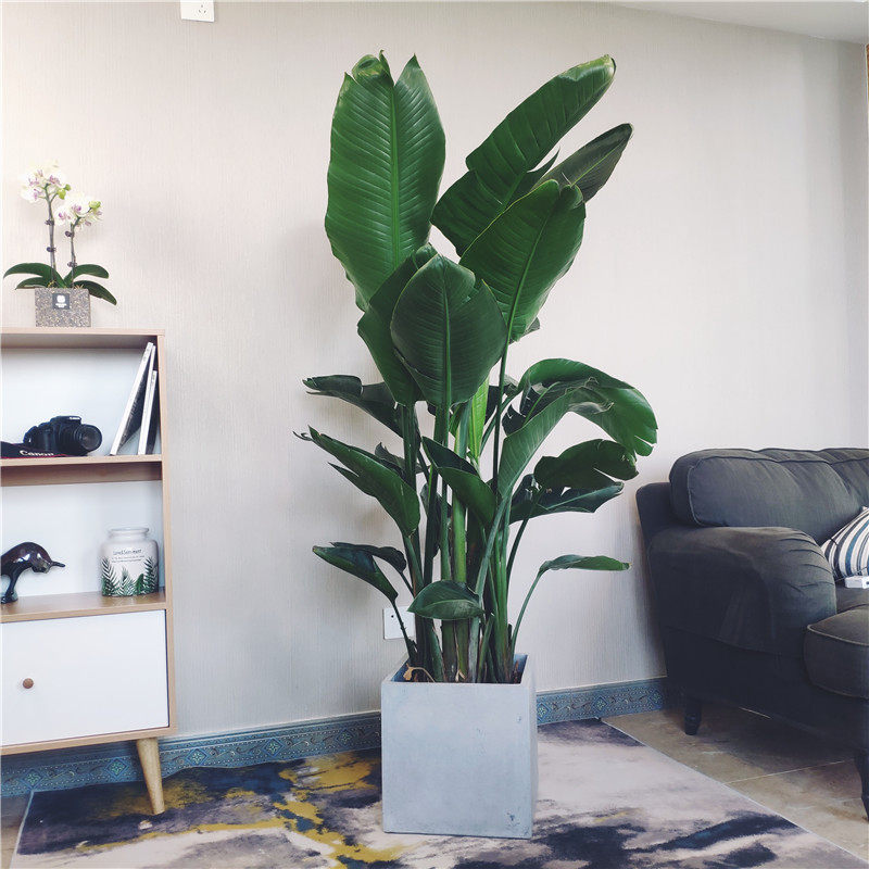 天堂鸟盆栽大型北欧ins风网红植物室内客厅吸甲醛净化空气旅人蕉