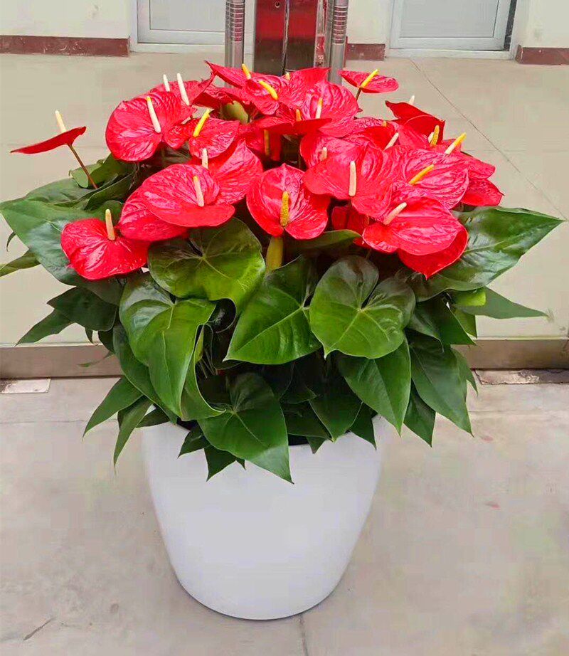 杭州花店植物花卉盆栽小红掌抗辐射美
