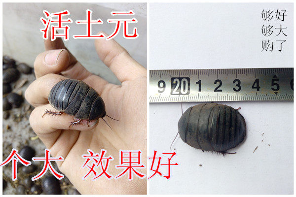 活土元种虫地蟞虫接骨续筋跌打损伤鲁江浙沪皖500g包邮