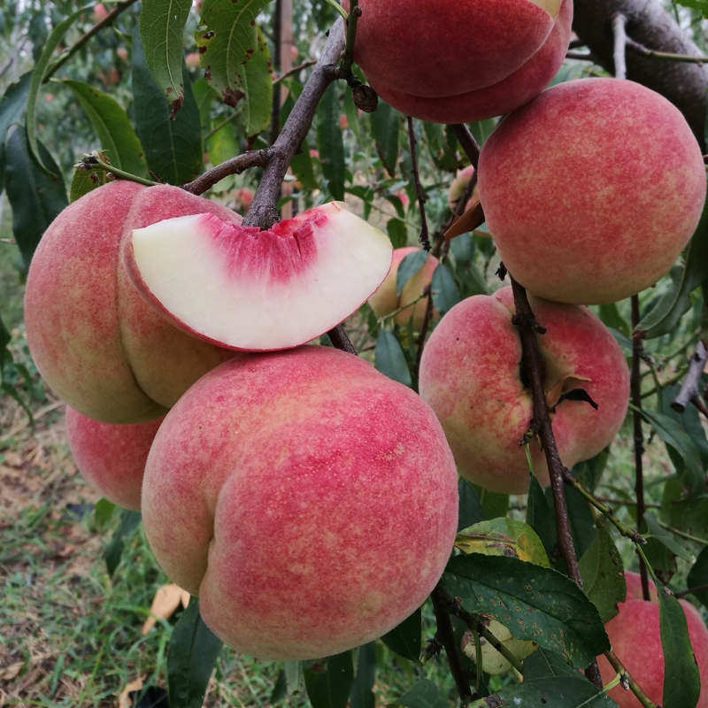 新品种晚熟桃树苗巨型冬桃树苗中华桃王云南冬桃苗四季果树苗