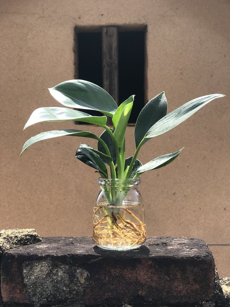 水养绿公主植物绿植盆景盆栽花卉室内好养水培绿萝富贵竹发财树