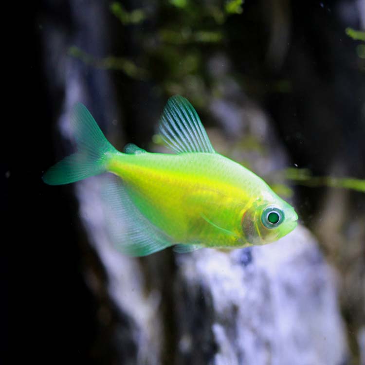 黄绿柠檬天使观赏鱼改良彩裙淡水热带鱼青苹果小型鱼水族活体鱼
