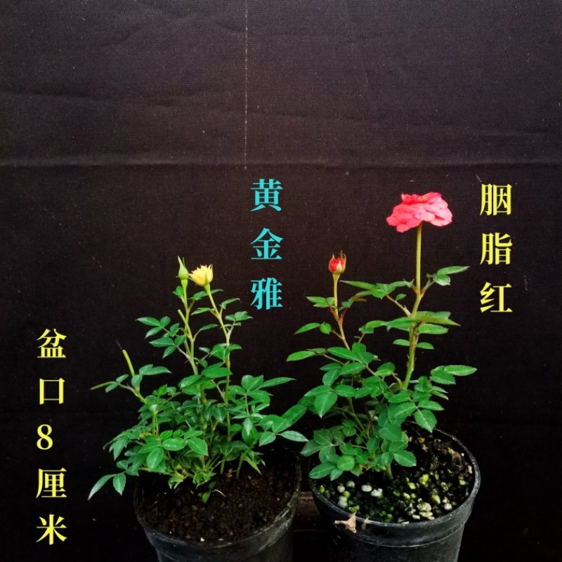 姬月季玫瑰超迷你微型植物桌面盆栽室内阳台绿植花卉盆景四季开花