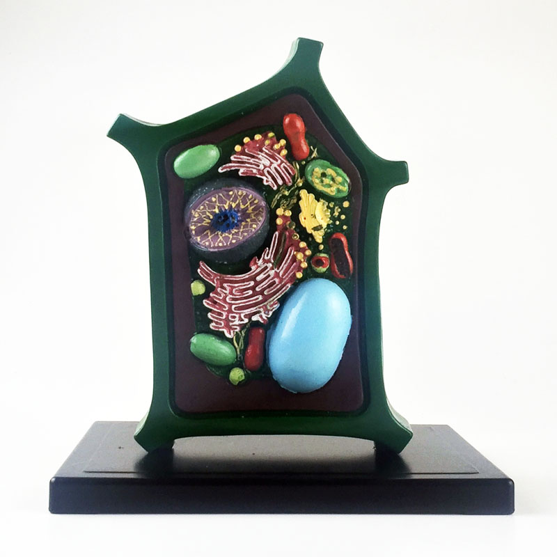 植物细胞模型初中初中生生物教学仪器教具教学仪器