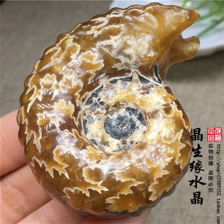 天然羊角螺化石菊石化石原石标本古生物化石招财转运实物图