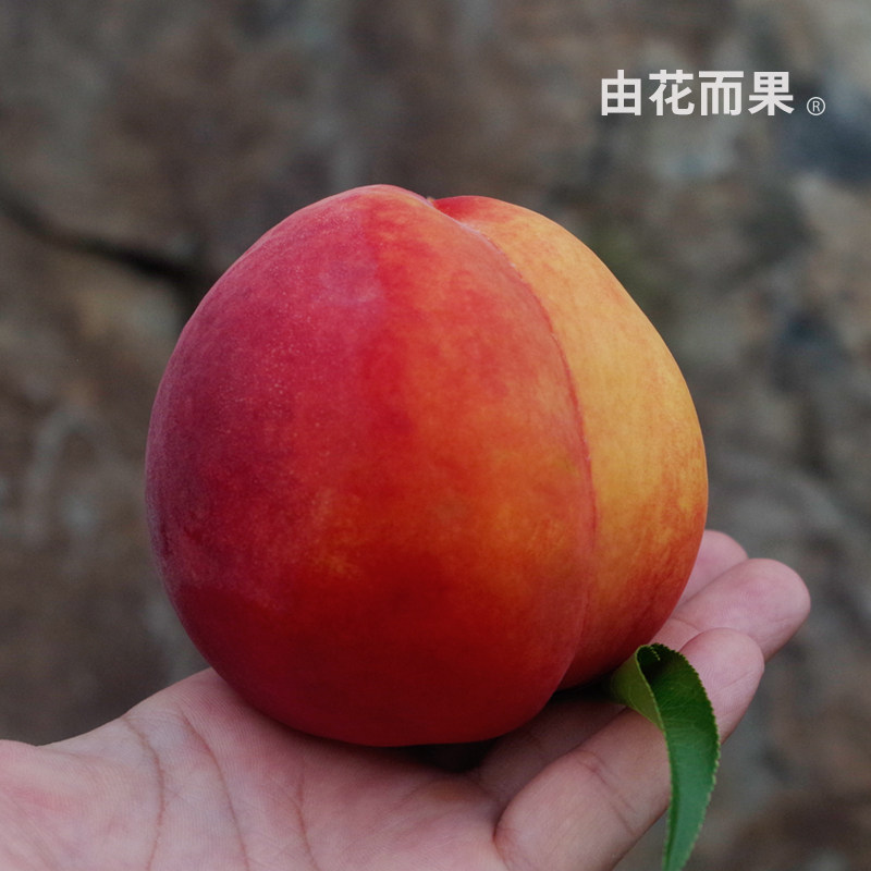 预 8月20号左右发出  由花而果 龙井黄桃