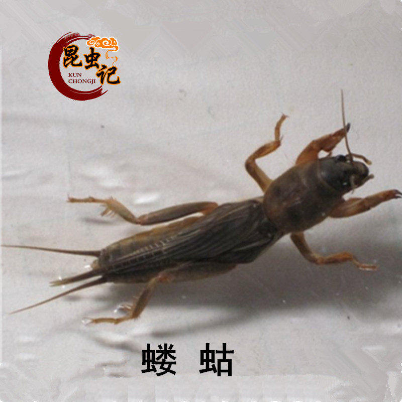 新鲜蝼蛄蝼蝈姑土狗拉拉狗古地牯牛生鲜冷冻运输昆虫记
