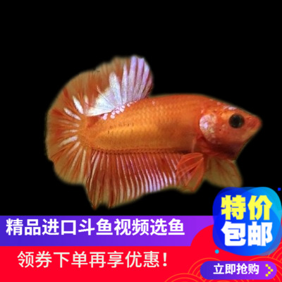 XG Thailand Boutique Betta General Starship candy koi living thing Imported small-scale Watch videoin the Pet/Pet food and supplies , Aqua World , Fish category - from Buy2taobao.com to provide professional Taobao agent buy service