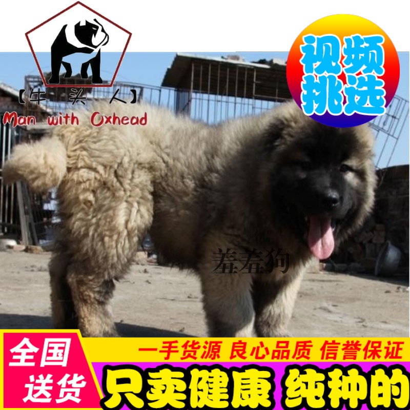 高加索犬巨型_高加索纯种高加索幼犬巨型高加索幼犬 看家护院忠诚主人