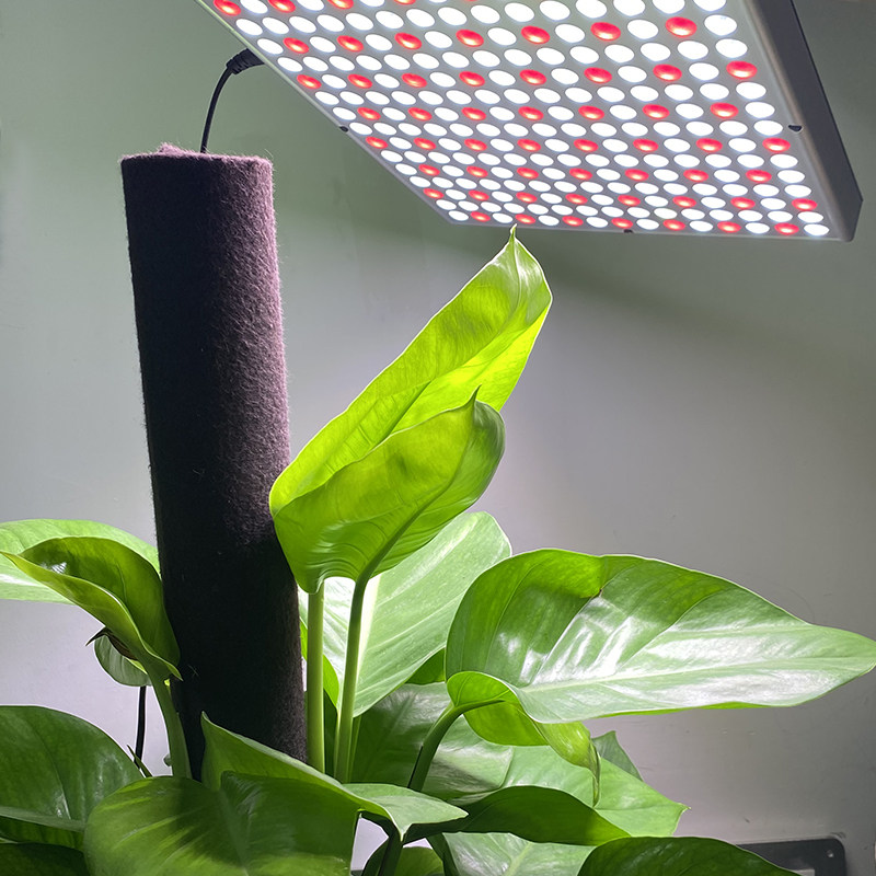 全光谱红蓝光植物灯微景观led阳光生长灯泡多肉补光灯生长灯吊灯