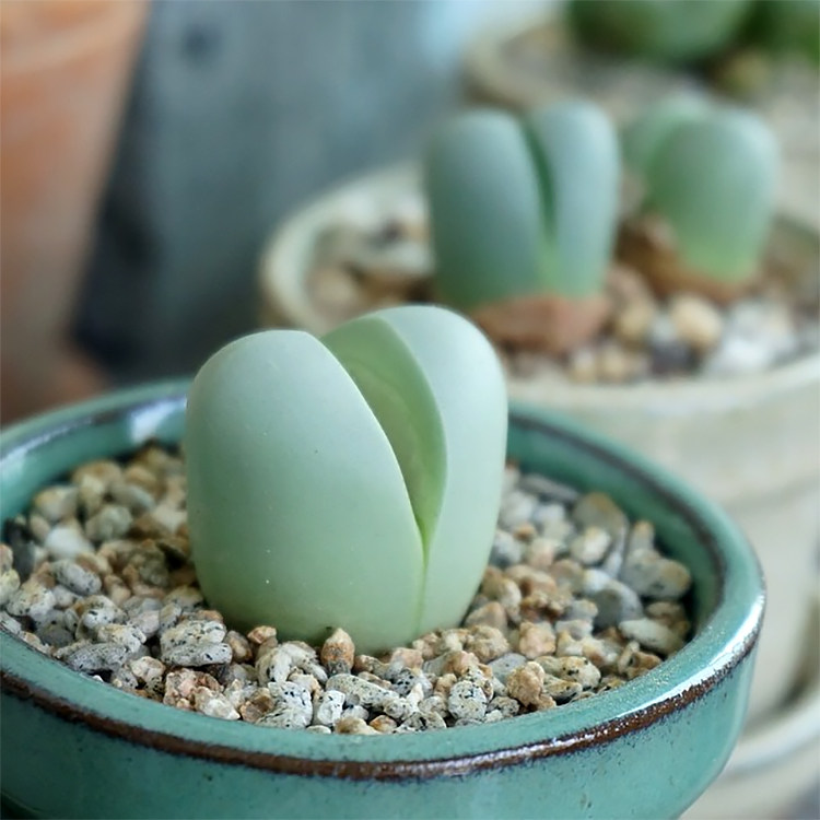 金玲玉金铃玉多肉植物番杏科风铃玉 金铃玉 番杏科生石花肉锥_不打折