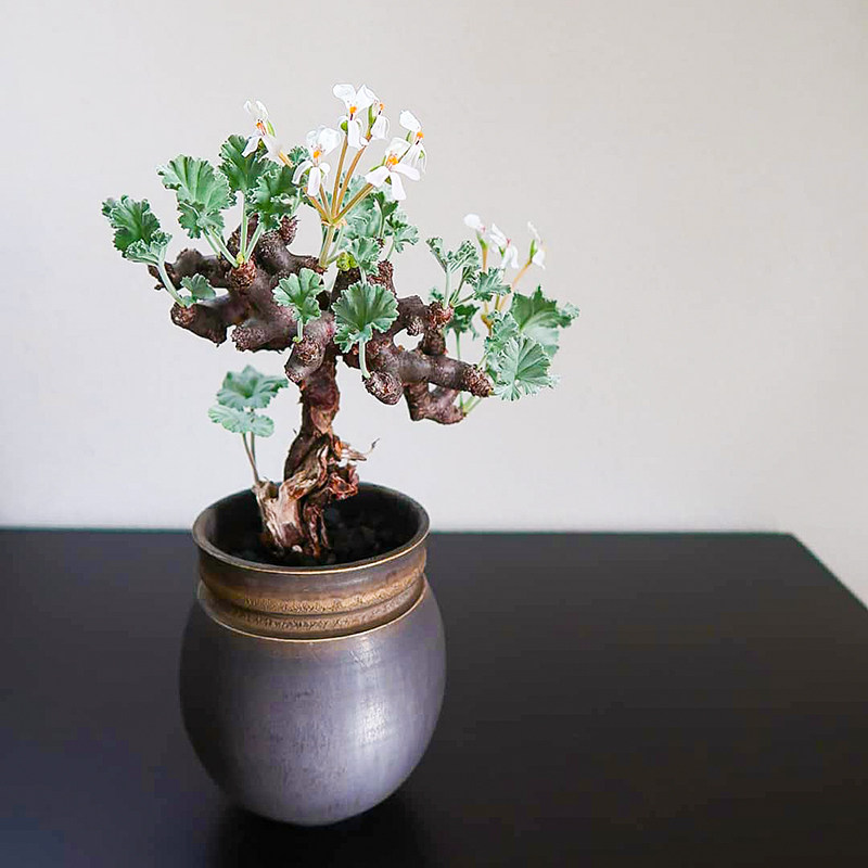 枝干洋葵 pelargonium mirabile 多肉 块根 实生沙生植物开花好看