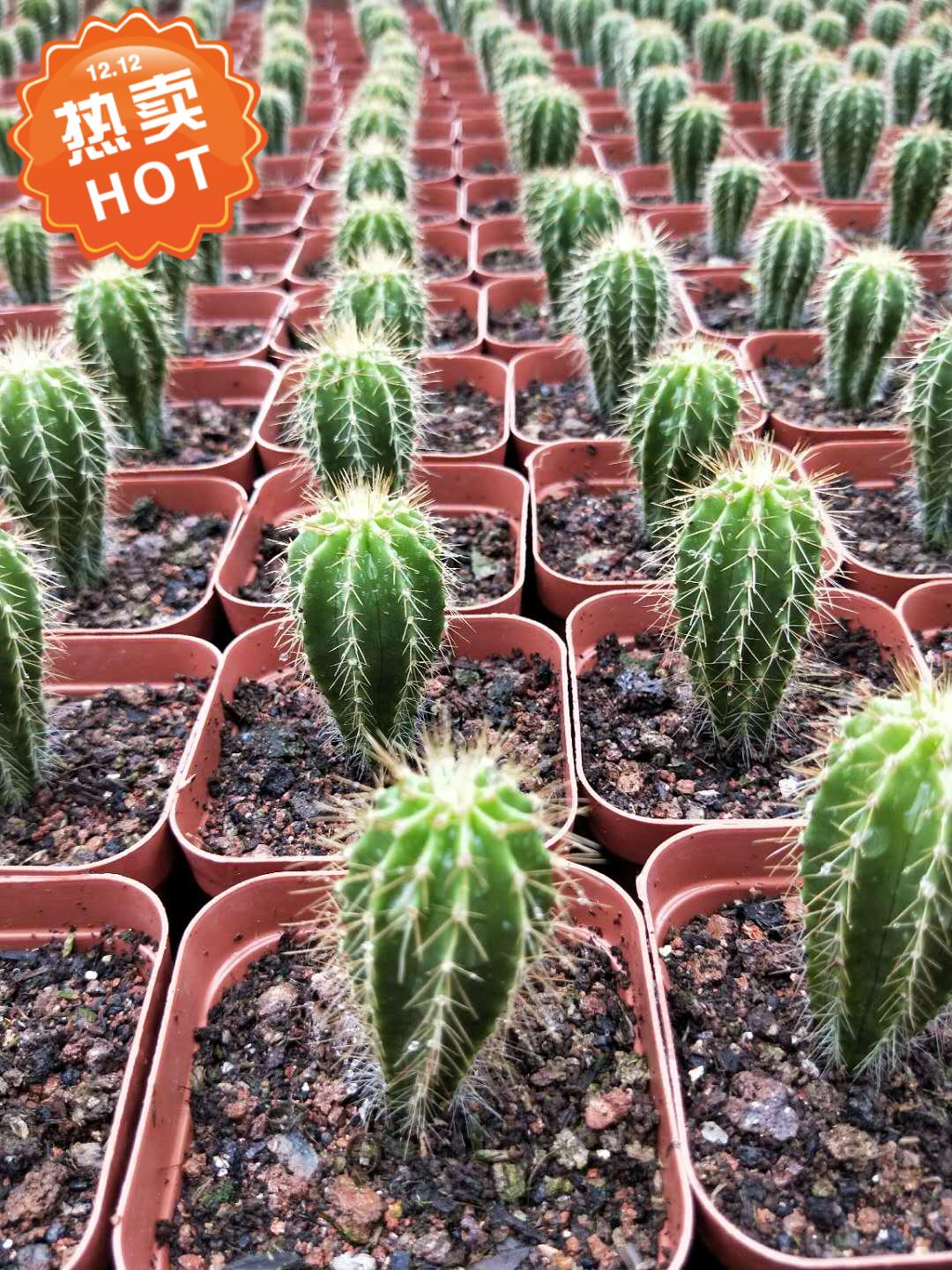 【精品仙人球】仙人球实生大凤龙蜈蚣丸6公分