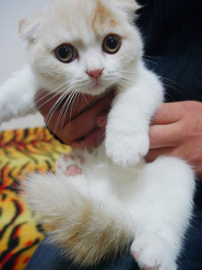 加白折耳猫图片