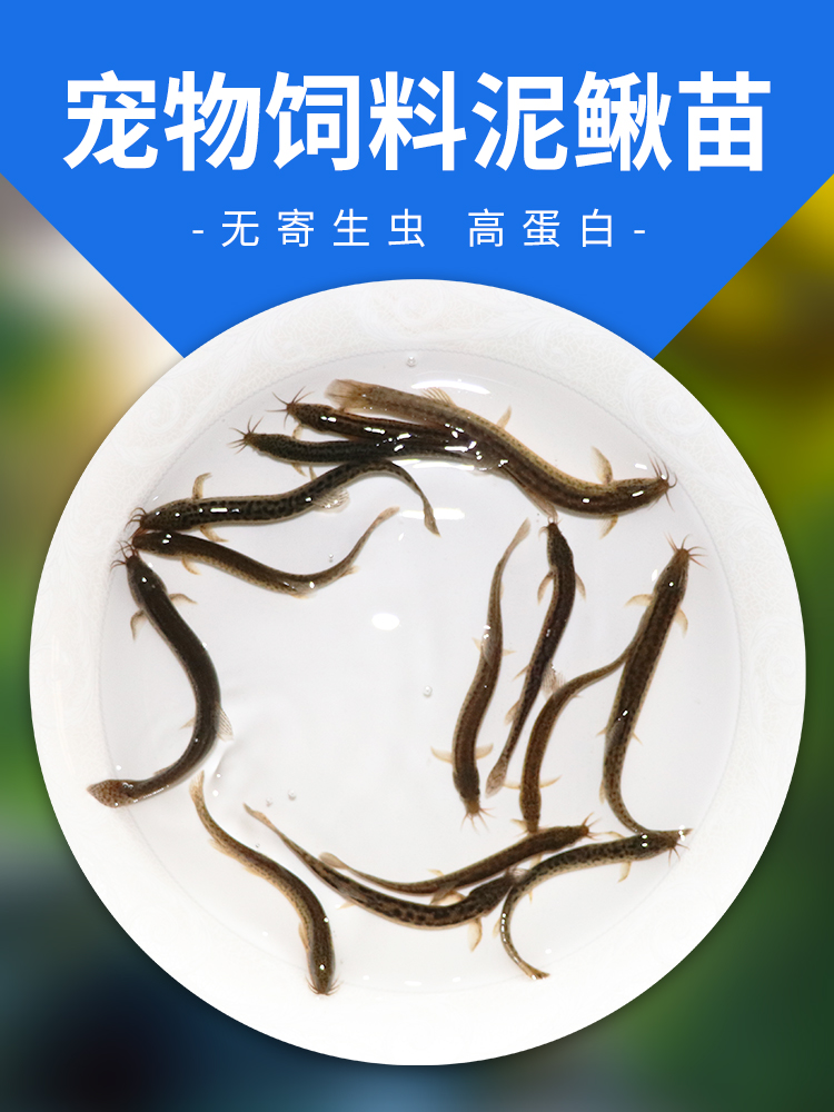 台湾泥鳅苗龙鱼血鹦鹉罗汉鱼鳄龟活体饲料鱼食泥鳅活体饵料鱼饲料