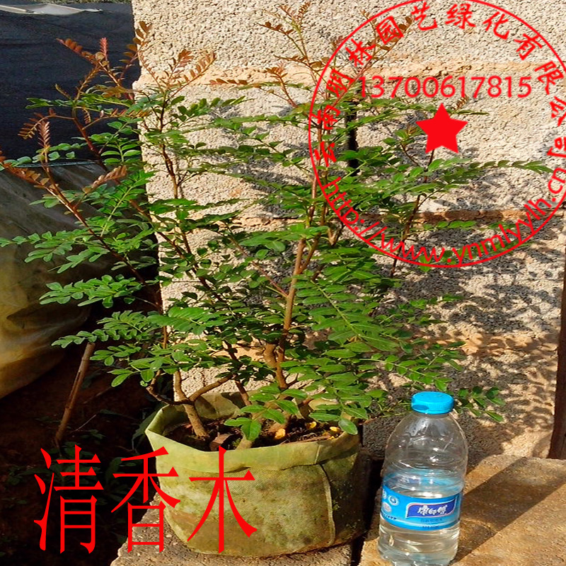 正宗云南红芽清香木盆栽/清香木盆景/基地规模种植规格齐全包邮在类目 鲜花速递/花卉仿真/绿植园艺, 花卉/绿植盆栽(新), 绿植中 - 来自Buy2taobao.com提供专业的淘宝代购服务