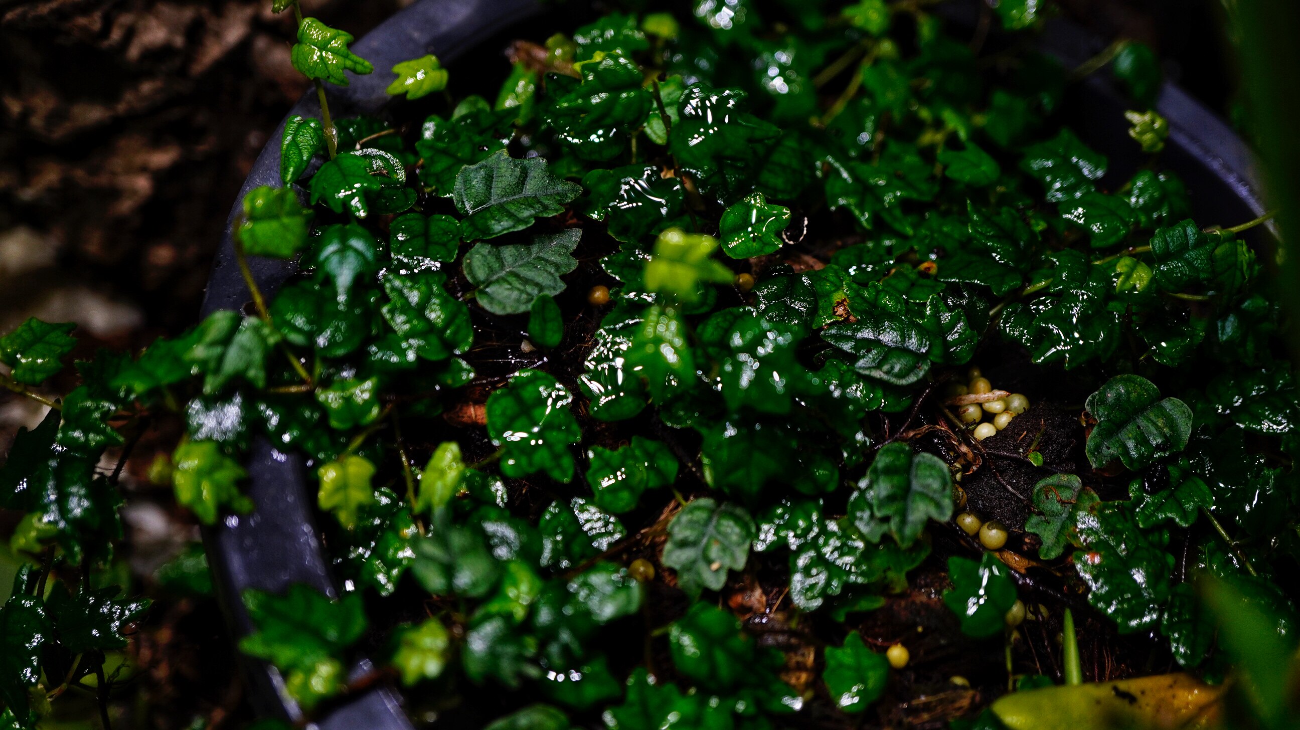 掌叶薜荔 雨林缸爬藤 20cm 一根或多根纸条枝条 我们会尽量给长的