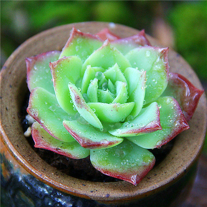 放心好店淘多肉梅丽格翡翠塔状态好超美绿植