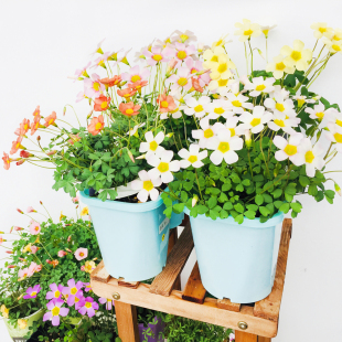 【bcd-545wkgpzm星河紫】淘宝优惠券,淘宝bcd-545wkgpzm星河紫优惠券