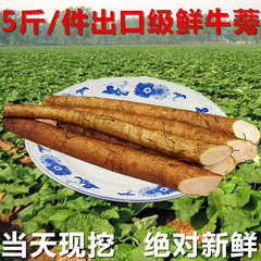 正品徐州新鲜牛蒡根一级5斤装16年现挖农家蔬菜牛膀牛蒡茶整箱