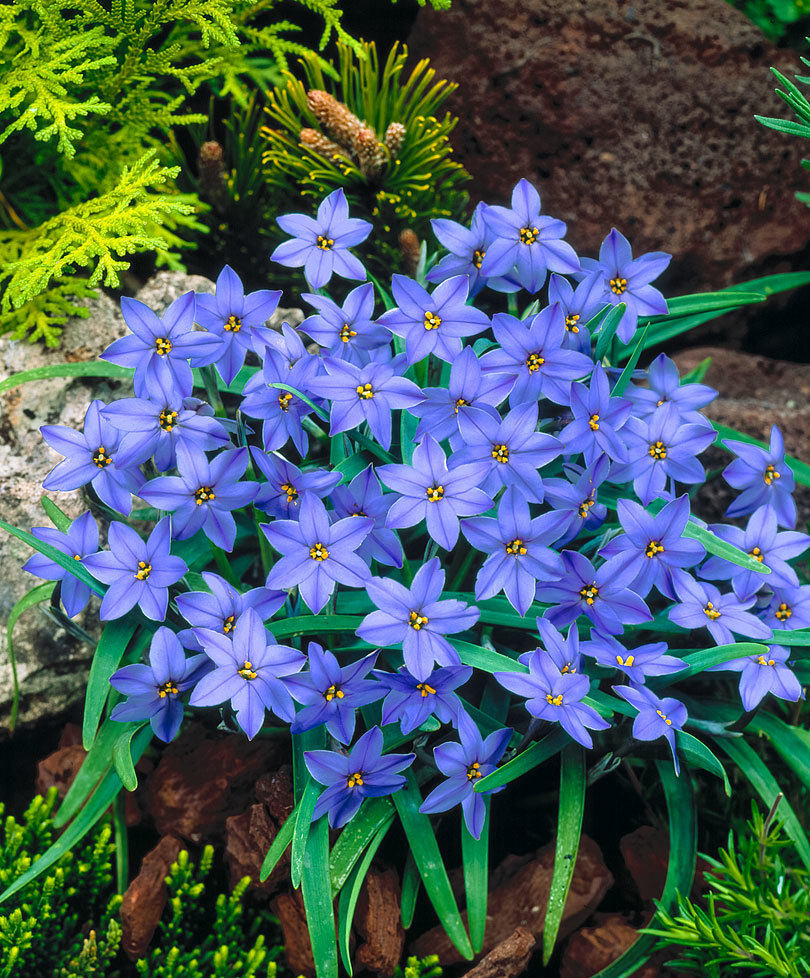 现货 荷兰【花韭盆栽】jessie杰西深蓝色多年生阳台耐寒根植物