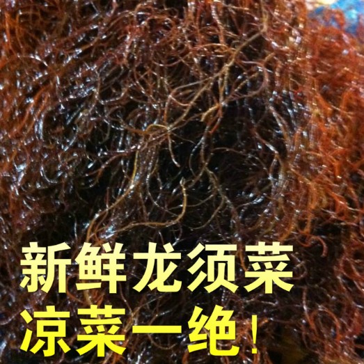 渤海新鲜龙须菜500g 紫珊瑚菜 海发石花鹿角菜 海发菜凉菜 非干货