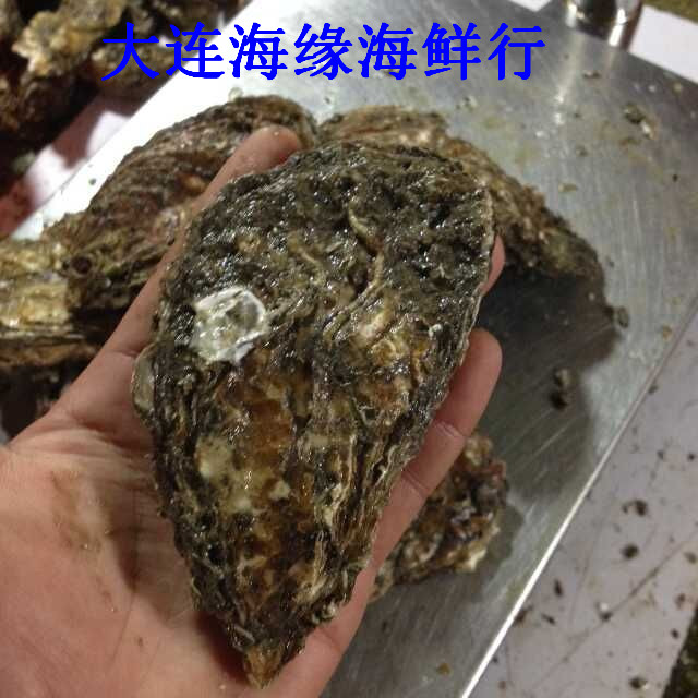 大连海缘海鲜 大礁牡蛎 生蚝 带壳 海蛎子牡蛎刺身 海蛎头 大蛎头