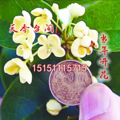 盆/地栽桂花 四季桂花 天香台阁桂花 全年开花 花大迷人 香味浓郁