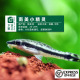 小精灵鱼南美草缸除藻除苔工具鱼宠物鱼活体热带鱼观赏鱼水族淡水