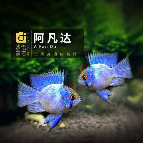 精品热带观赏鱼金波子鱼活体短鲷三湖慈鲷荷兰凤凰阿凡达包活包赔