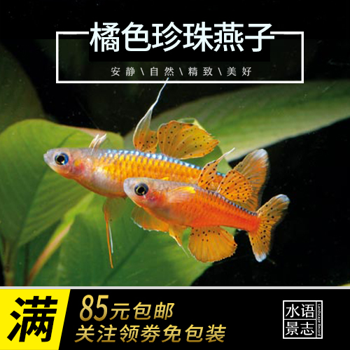 橘色珍珠燕子阿鲁比燕子霓虹燕子草缸混养群游温顺小型热带鱼