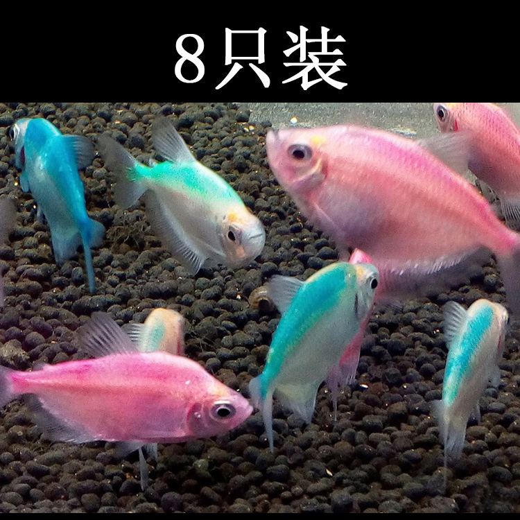 水族宠物观赏鱼活体淡水水彩鱼草缸群热带小型鱼