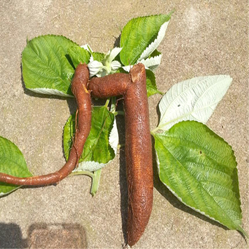 新鲜深山真品中药材 苎麻根子母根安胎 500g中国食用产品全部适用