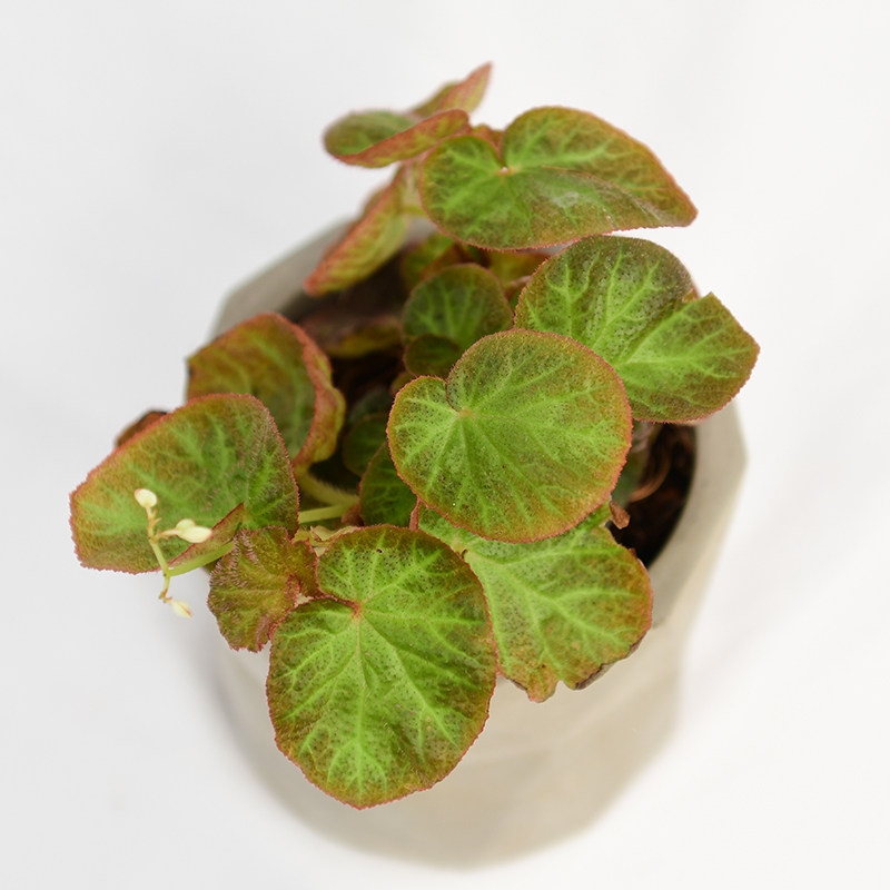 博尼塔巴西圆叶秋海棠 若慕植馆  ins风网红室内植物