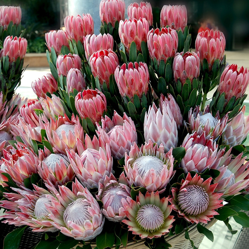 帝王花盆栽 顺丰包邮 8品种可选 大盆带花苞 若慕 室内户外绿植